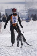Lenk 2013